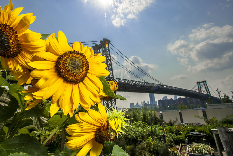 Sunflowers encourage pollination from bees and other insects at the North Brooklyn Farm in the shadow of the Williamsburg Bridge, a site for agritourism where crops are grown. Photo by Preston Keres is licensed under a Public Domain license